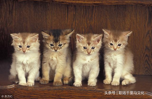 9个管理学故事，说透了管理的本质！（高管必懂）